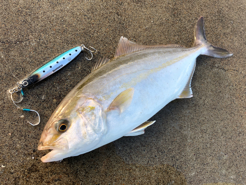 ショゴの釣果