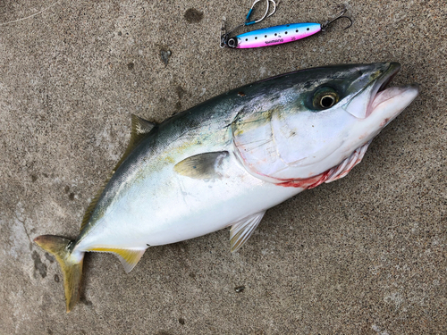 イナダの釣果