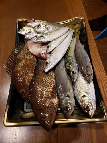 オオモンハタの釣果