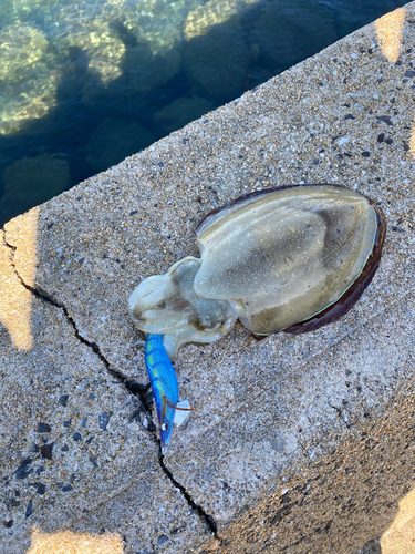 コウイカの釣果