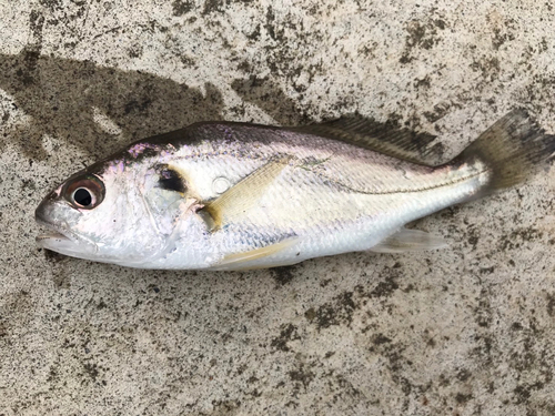 イシモチの釣果