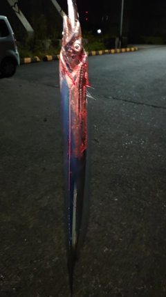 タチウオの釣果