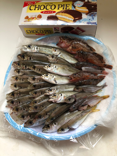 アジの釣果