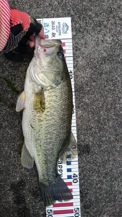 ブラックバスの釣果