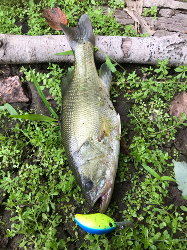 ブラックバスの釣果