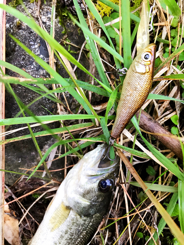 ブラックバスの釣果