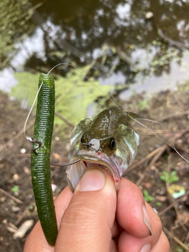 ラージマウスバスの釣果