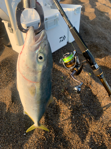 イナダの釣果