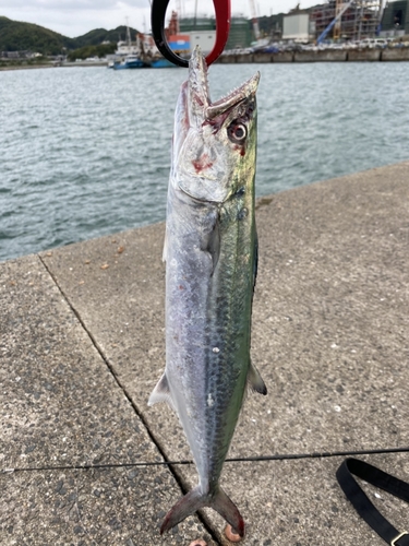 サゴシの釣果