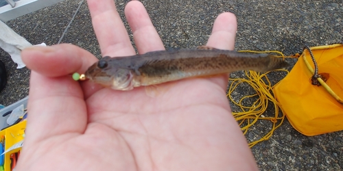 ハゼの釣果