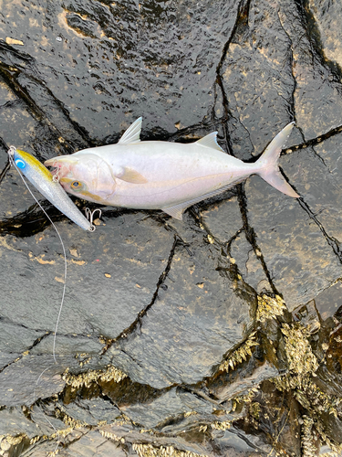 ネイリの釣果