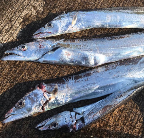 タチウオの釣果