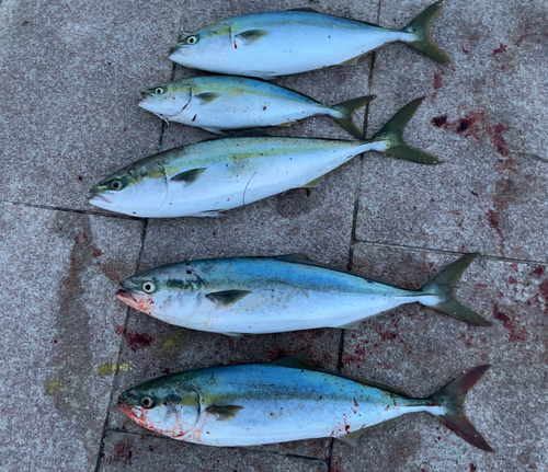 イナダの釣果