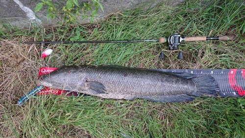 ライギョの釣果