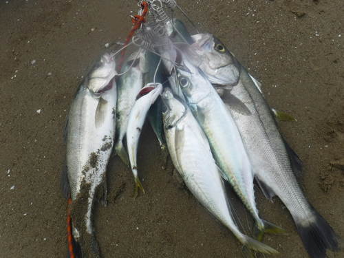 サバの釣果