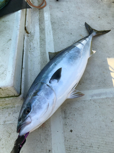 ブリの釣果