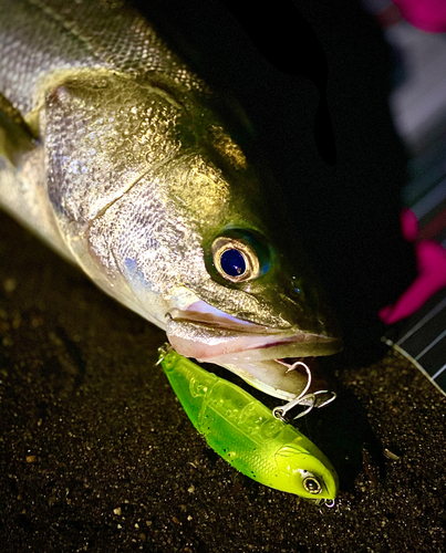 シーバスの釣果