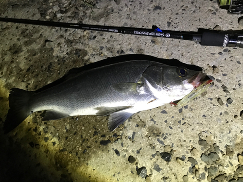 スズキの釣果