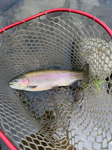 ニジマスの釣果