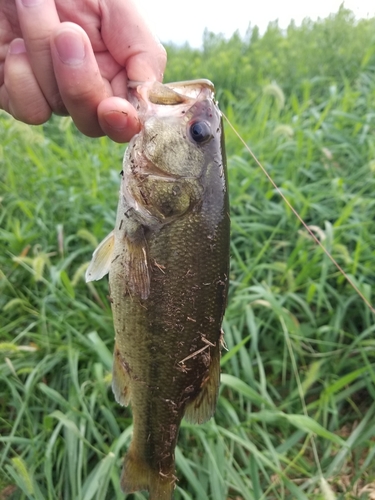 ラージマウスバスの釣果