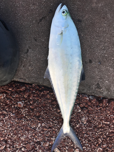 ミナミイケカツオの釣果