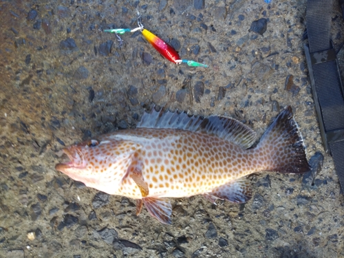 オオモンハタの釣果