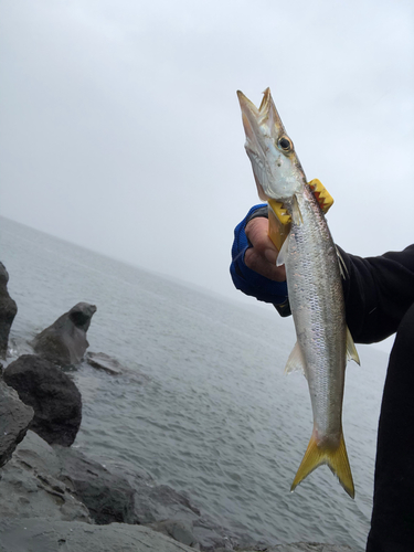 カマスの釣果