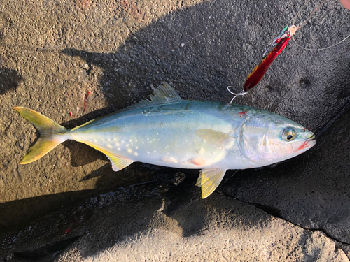 ツバスの釣果