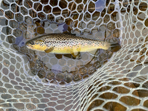 ブラウントラウトの釣果