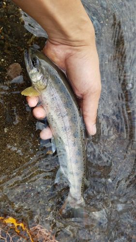 ヤマメの釣果