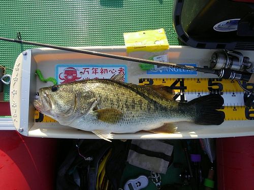 ブラックバスの釣果