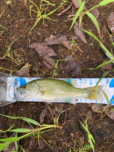 ブラックバスの釣果