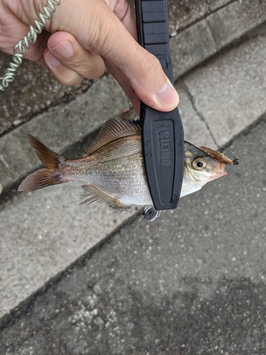 ウミタナゴの釣果