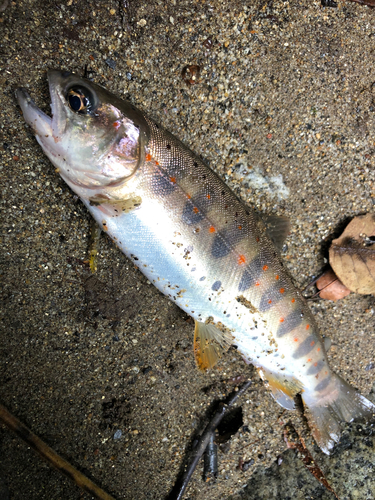 アマゴの釣果