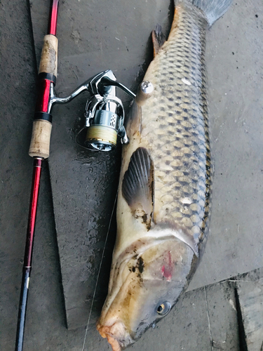 コイの釣果