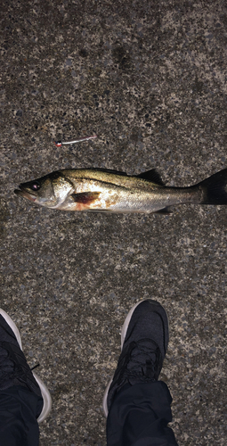 フッコ（マルスズキ）の釣果