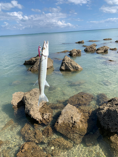 カマスの釣果