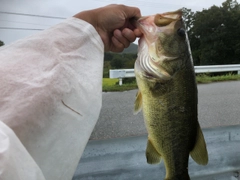 ブラックバスの釣果