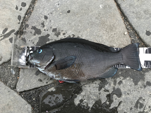 メジナの釣果