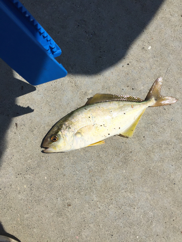 ショゴの釣果