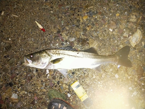 マルスズキの釣果