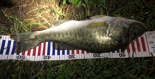 ブラックバスの釣果