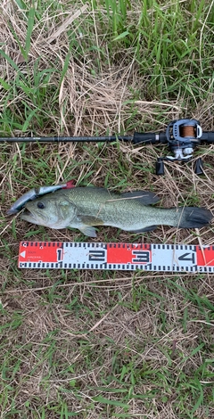 ラージマウスバスの釣果