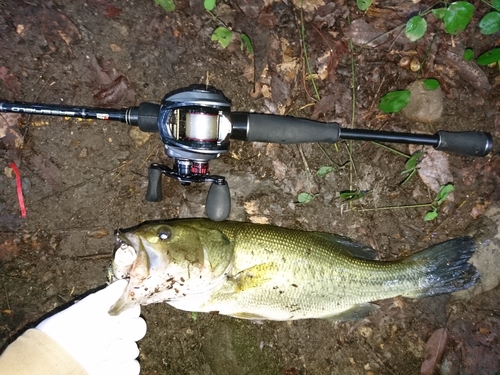 ブラックバスの釣果