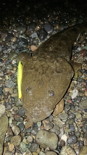 マゴチの釣果