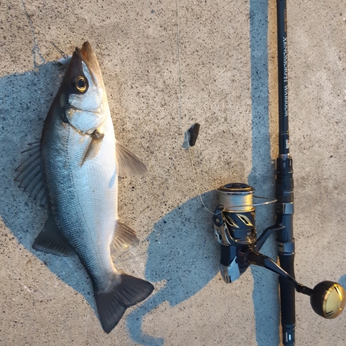 ヒラスズキの釣果