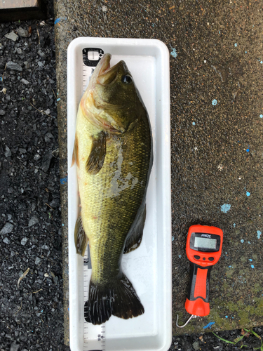 ブラックバスの釣果