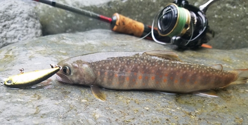 イワナの釣果