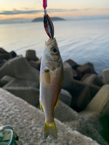 セイゴ（ヒラスズキ）の釣果