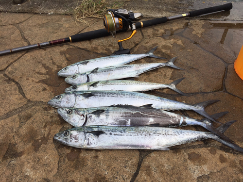 サゴシの釣果